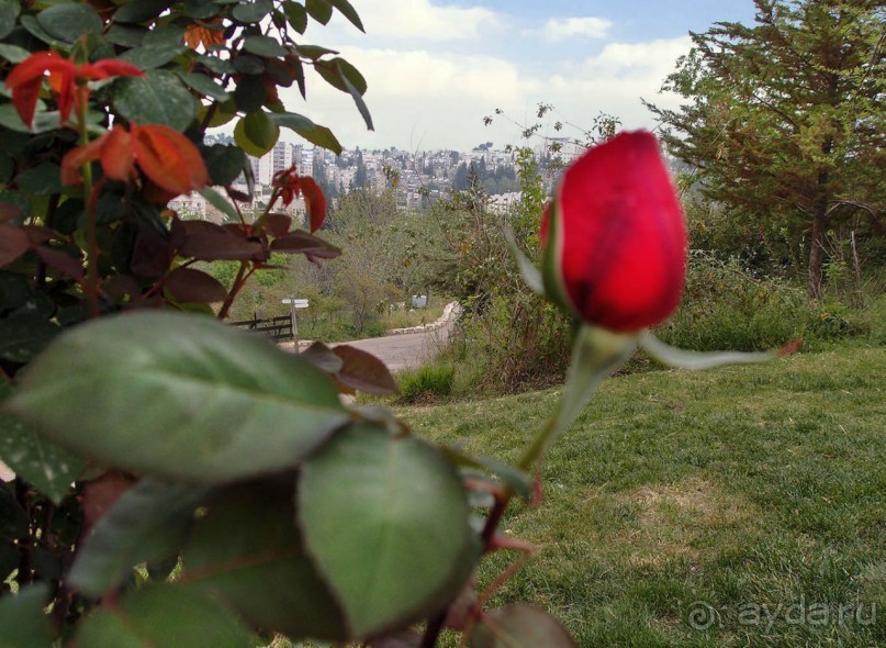 Ботанический сад Иерусалима и Стена Плача в праздничный день