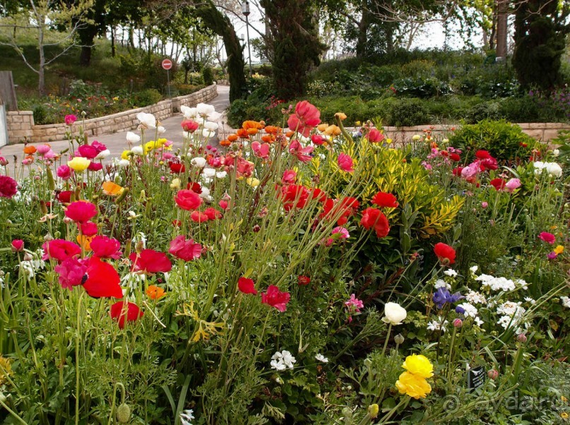 Ботанический сад Иерусалима и Стена Плача в праздничный день