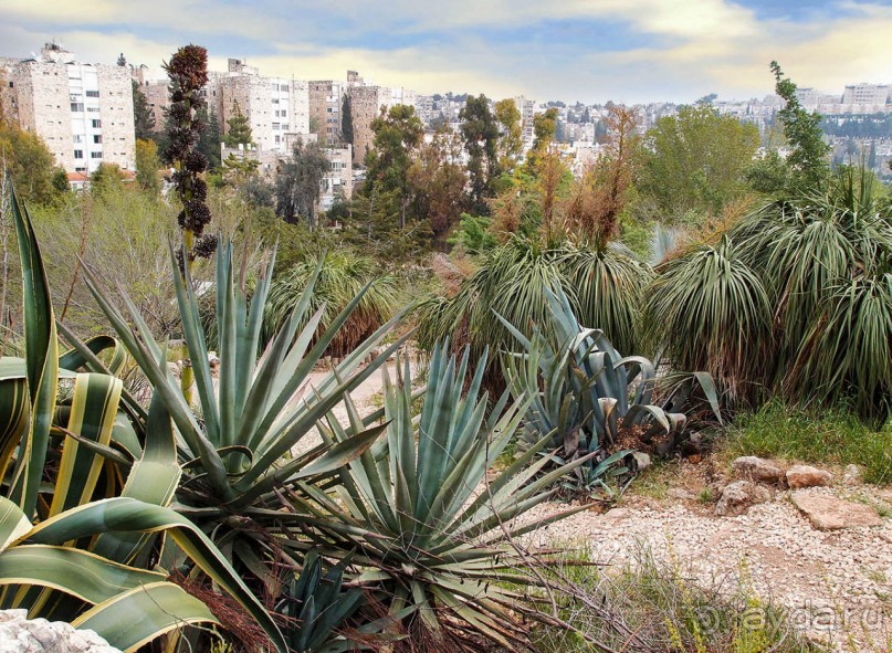 Ботанический сад Иерусалима и Стена Плача в праздничный день