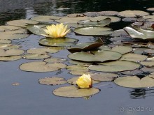 Ботанический сад Иерусалима и Стена Плача в праздничный день