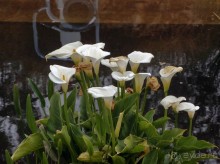 Ботанический сад Иерусалима и Стена Плача в праздничный день