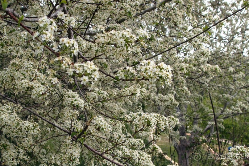 Ботанический сад Иерусалима и Стена Плача в праздничный день