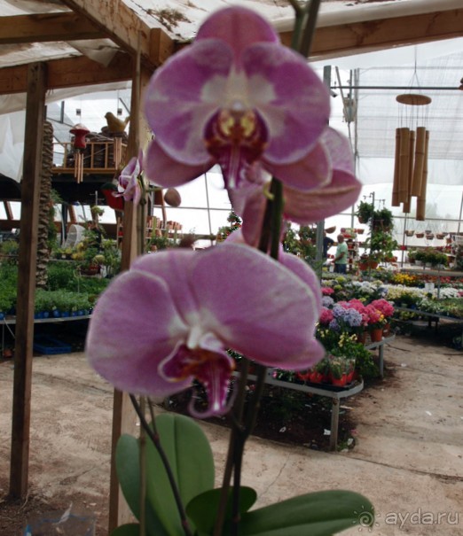 Ботанический сад Иерусалима и Стена Плача в праздничный день