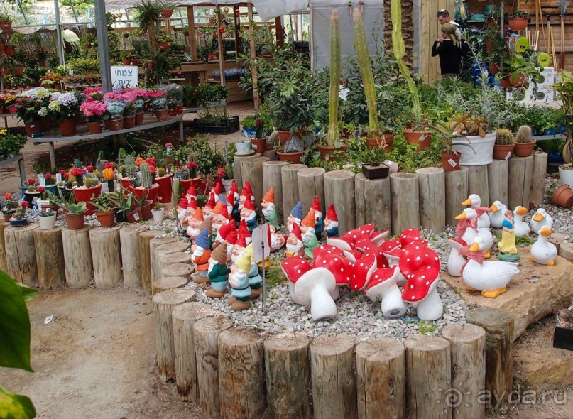 Ботанический сад Иерусалима и Стена Плача в праздничный день