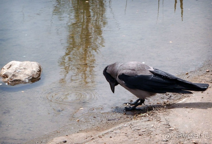 Ботанический сад Иерусалима и Стена Плача в праздничный день