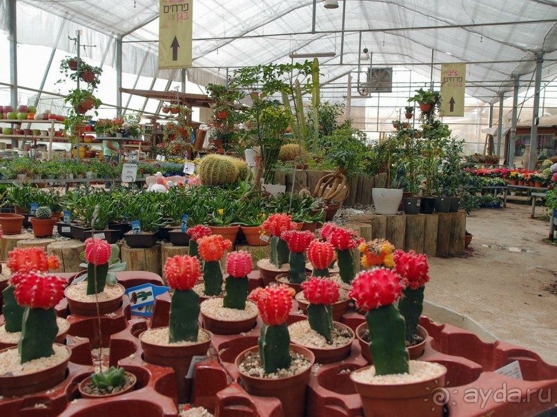 Ботанический сад Иерусалима и Стена Плача в праздничный день