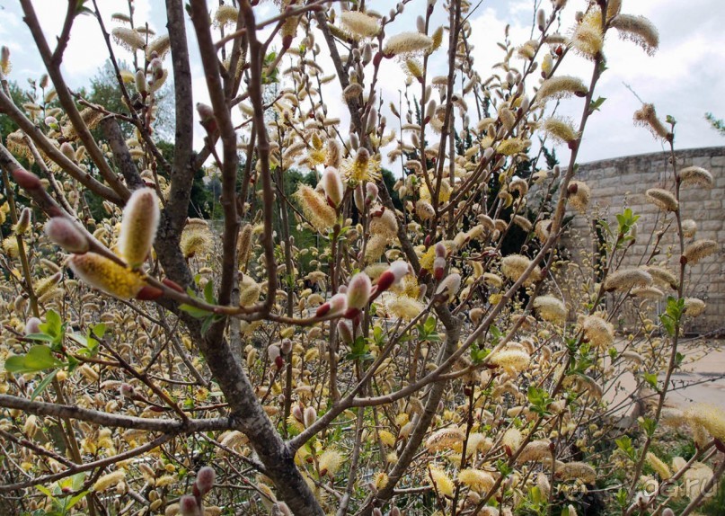 Ботанический сад Иерусалима и Стена Плача в праздничный день