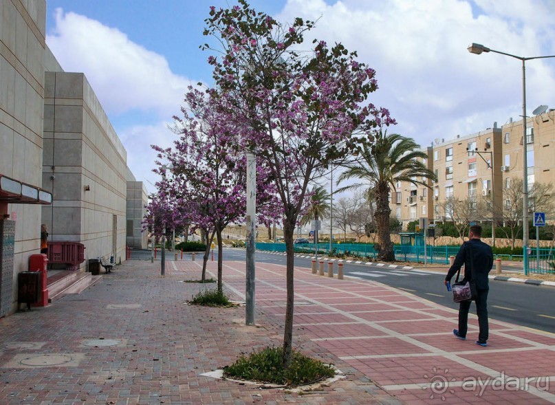 Ботанический сад Иерусалима и Стена Плача в праздничный день