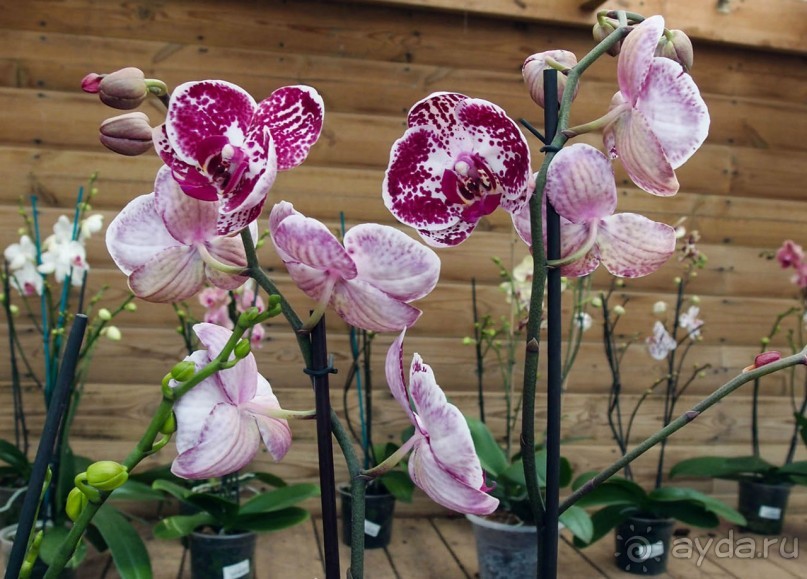 Ботанический сад Иерусалима и Стена Плача в праздничный день