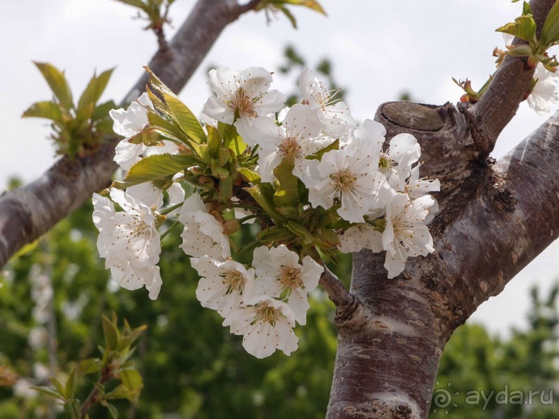 Ботанический сад Иерусалима и Стена Плача в праздничный день