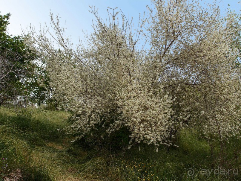 Ботанический сад Иерусалима и Стена Плача в праздничный день