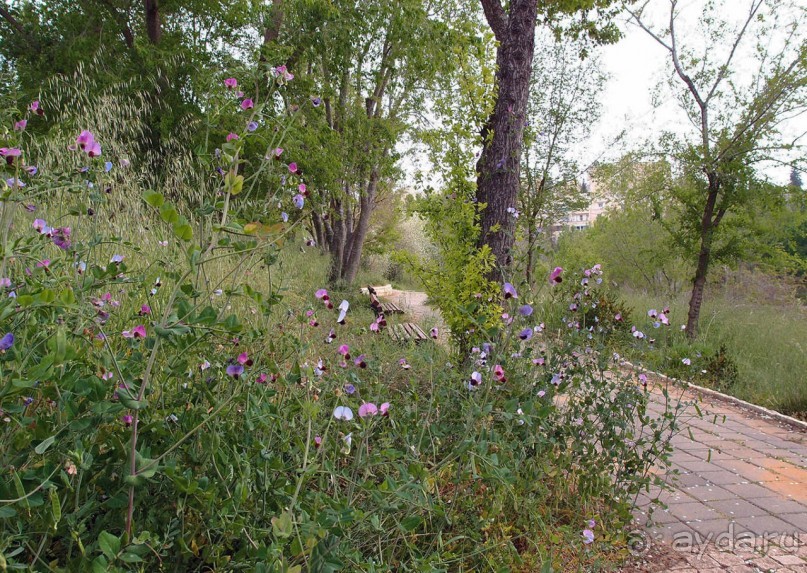 Ботанический сад Иерусалима и Стена Плача в праздничный день