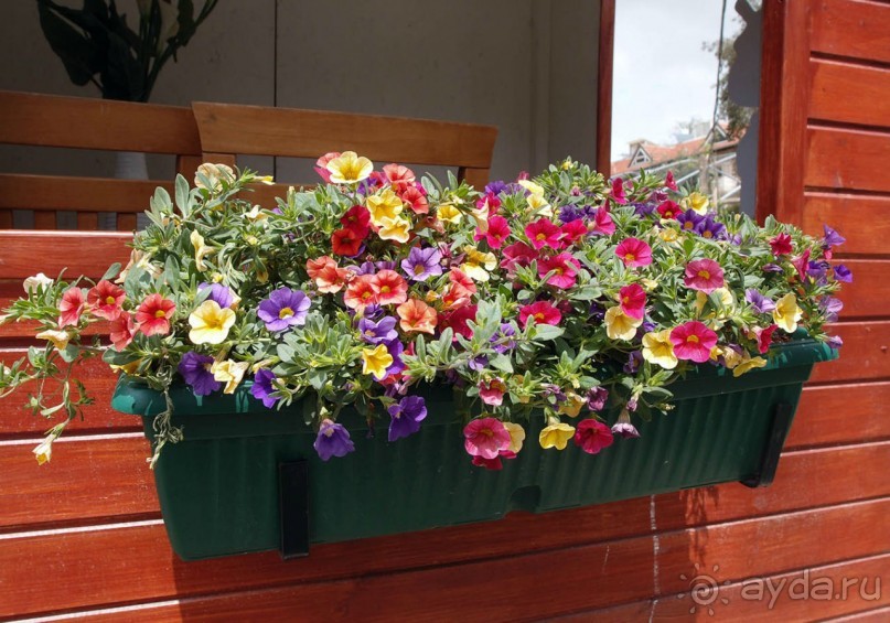 Ботанический сад Иерусалима и Стена Плача в праздничный день