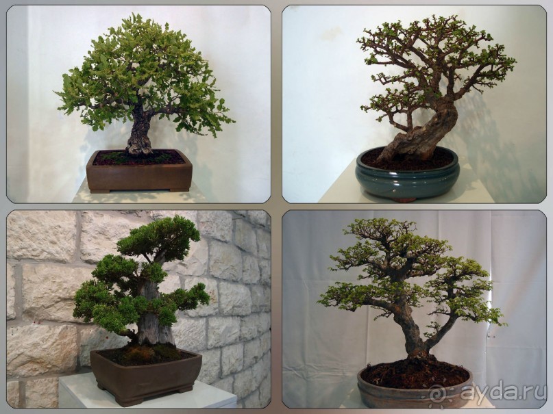 Ботанический сад Иерусалима и Стена Плача в праздничный день