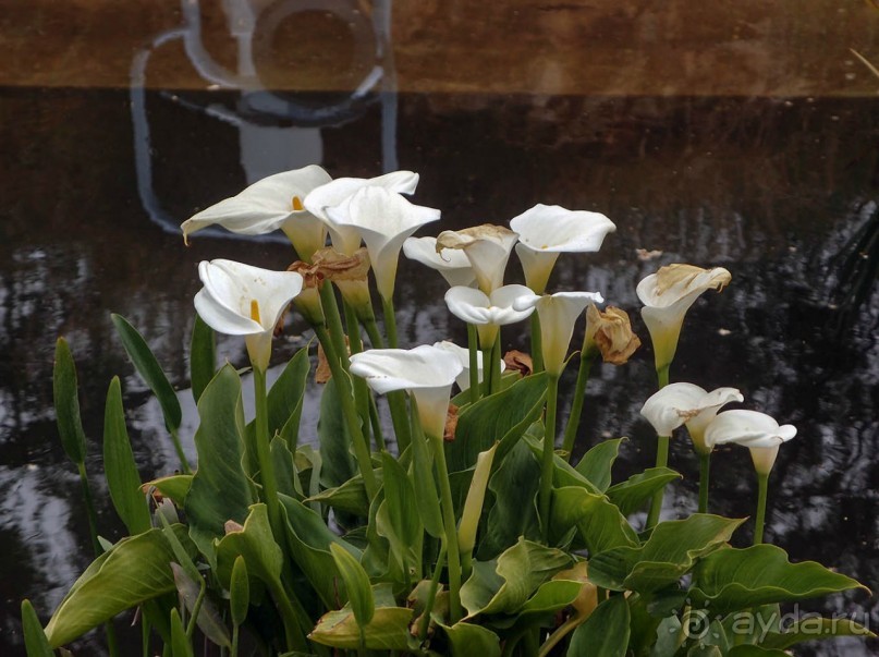 Ботанический сад Иерусалима и Стена Плача в праздничный день