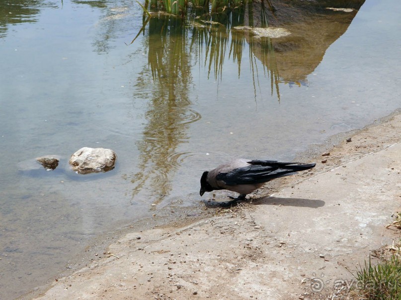 Ботанический сад Иерусалима и Стена Плача в праздничный день