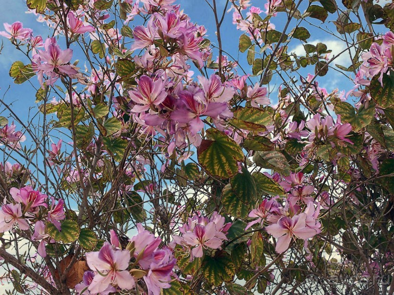 Ботанический сад Иерусалима и Стена Плача в праздничный день