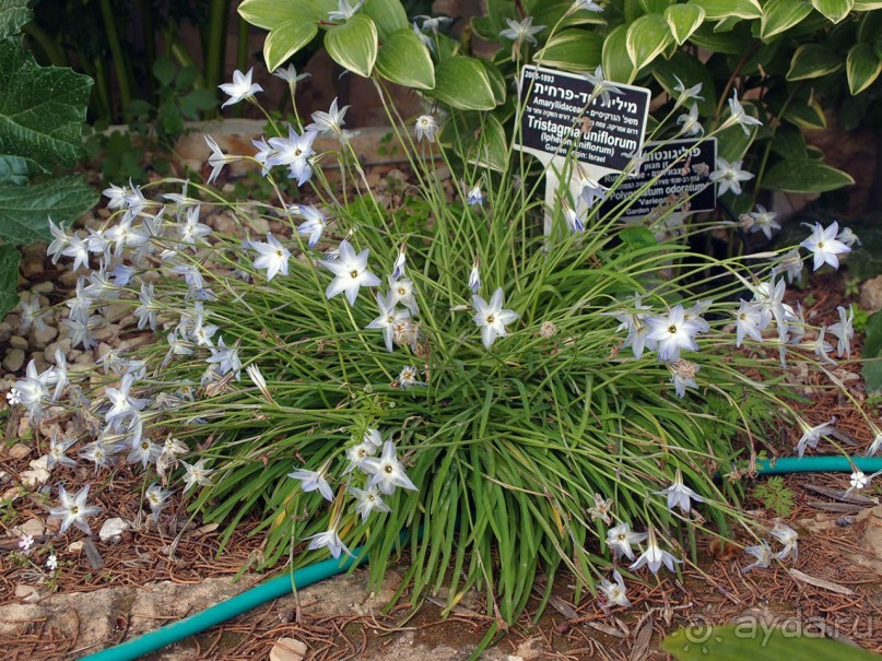 Ботанический сад Иерусалима и Стена Плача в праздничный день