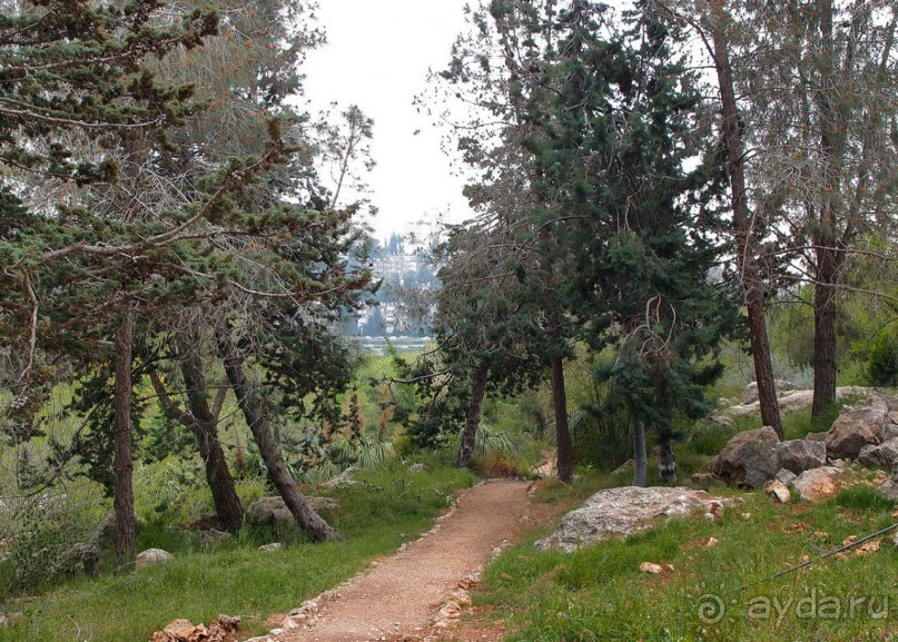 Ботанический сад Иерусалима и Стена Плача в праздничный день