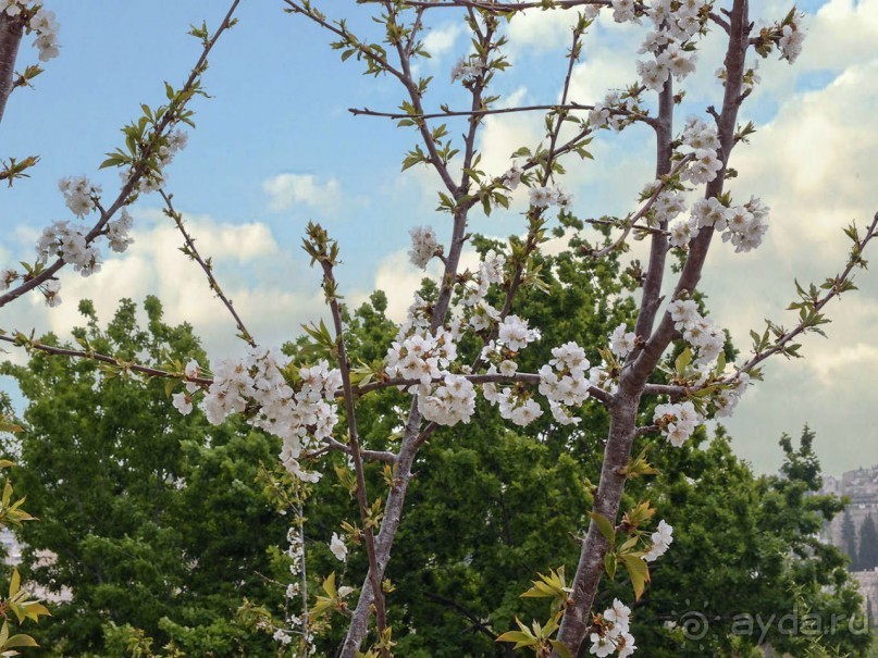 Ботанический сад Иерусалима и Стена Плача в праздничный день