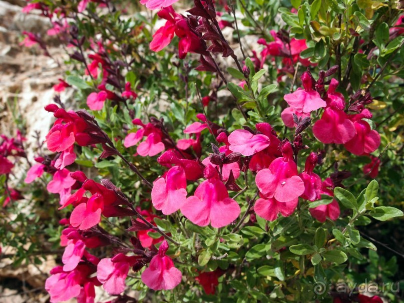 Ботанический сад Иерусалима и Стена Плача в праздничный день