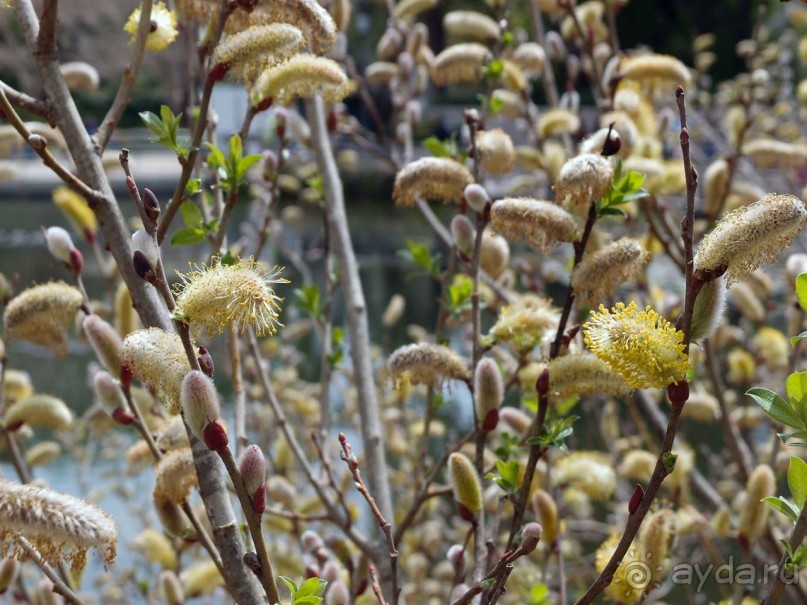 Ботанический сад Иерусалима и Стена Плача в праздничный день