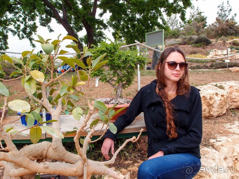 Ботанический сад Иерусалима и Стена Плача в праздничный день