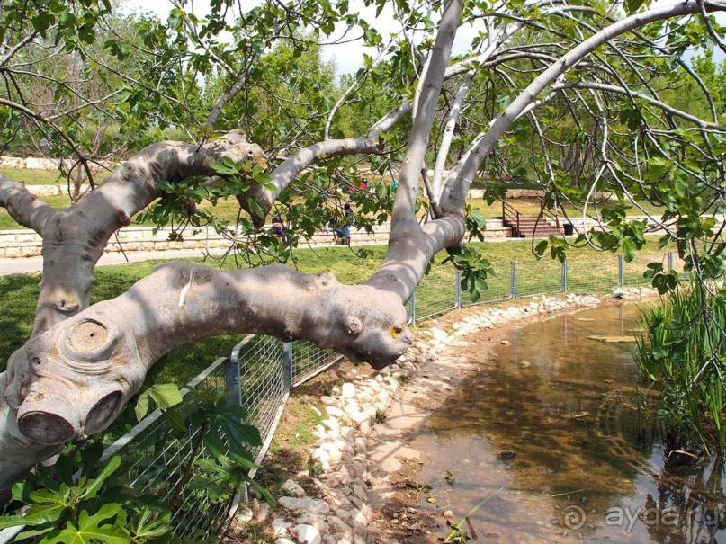 Ботанический сад Иерусалима и Стена Плача в праздничный день