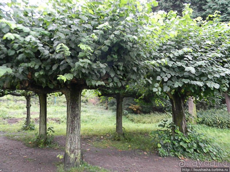 Победить Дракона