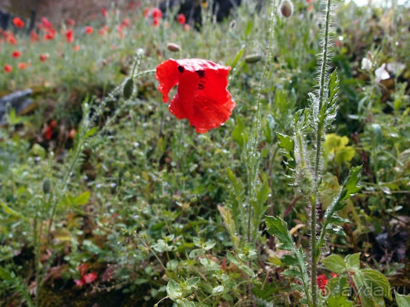 Последний оплот тамплиеров или Сказ о таинственном окне