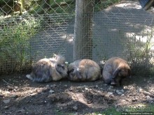 Штайнвазен-парк в подарок от Шварцвальда