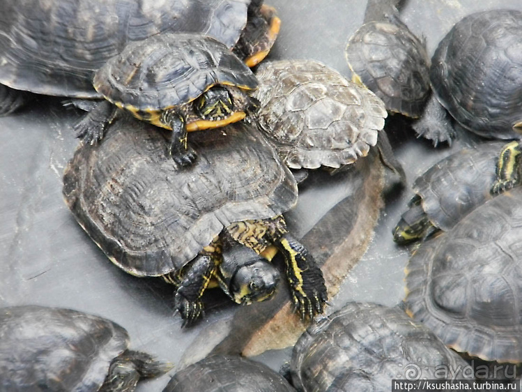 Первое знакомство с Мадридом