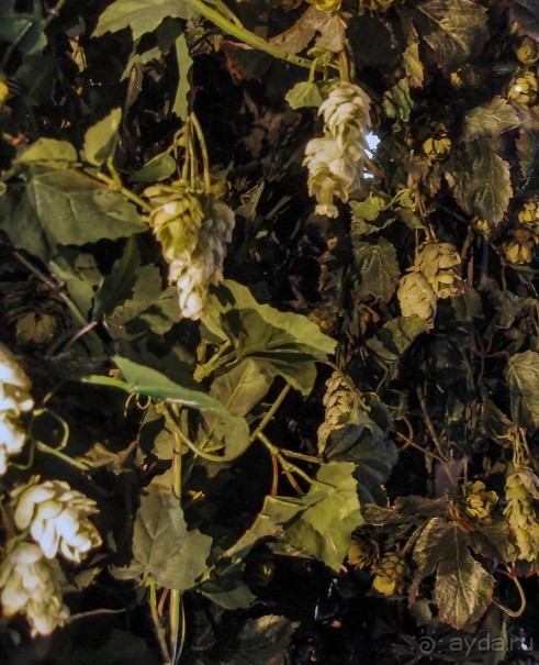 Альбом отзыва "Guinness. Дойти до высшей точки"