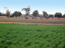 Вкус Апулии или Южанка без прикрас