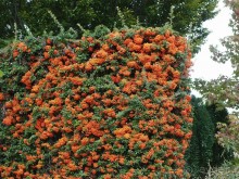 Вкус Апулии или Южанка без прикрас