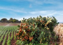 Вкус Апулии или Южанка без прикрас