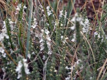 Вкус Апулии или Южанка без прикрас