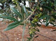 Вкус Апулии или Южанка без прикрас