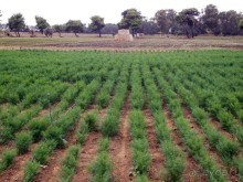 Вкус Апулии или Южанка без прикрас