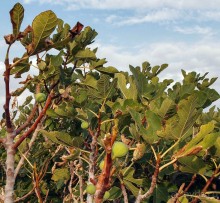 Вкус Апулии или Южанка без прикрас