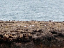 Вкус Апулии или Южанка без прикрас