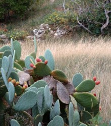 Вкус Апулии или Южанка без прикрас