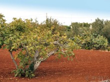 Вкус Апулии или Южанка без прикрас