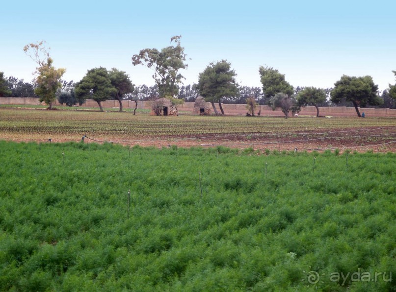 Вкус Апулии или Южанка без прикрас