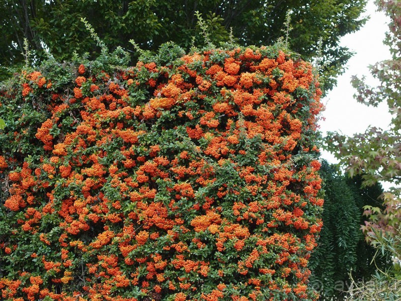 Вкус Апулии или Южанка без прикрас