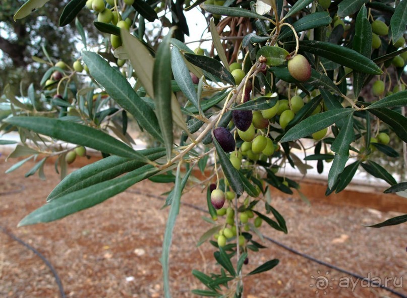 Вкус Апулии или Южанка без прикрас