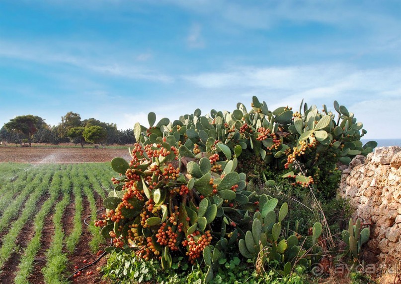 Вкус Апулии или Южанка без прикрас