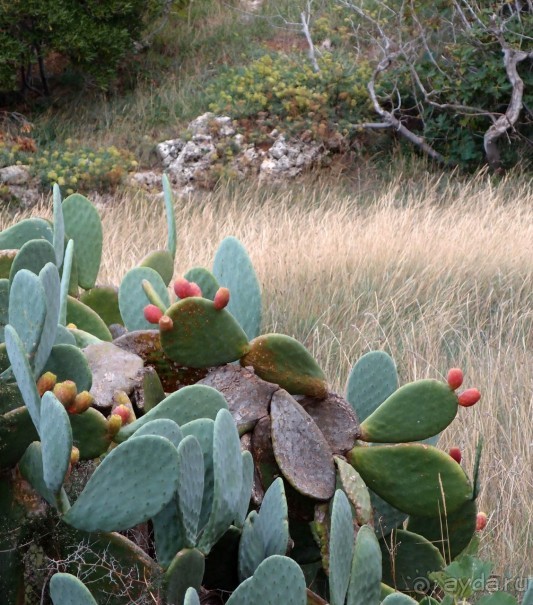 Вкус Апулии или Южанка без прикрас
