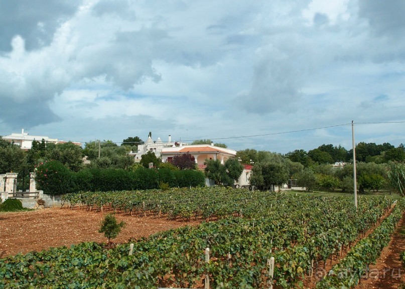 Вкус Апулии или Южанка без прикрас