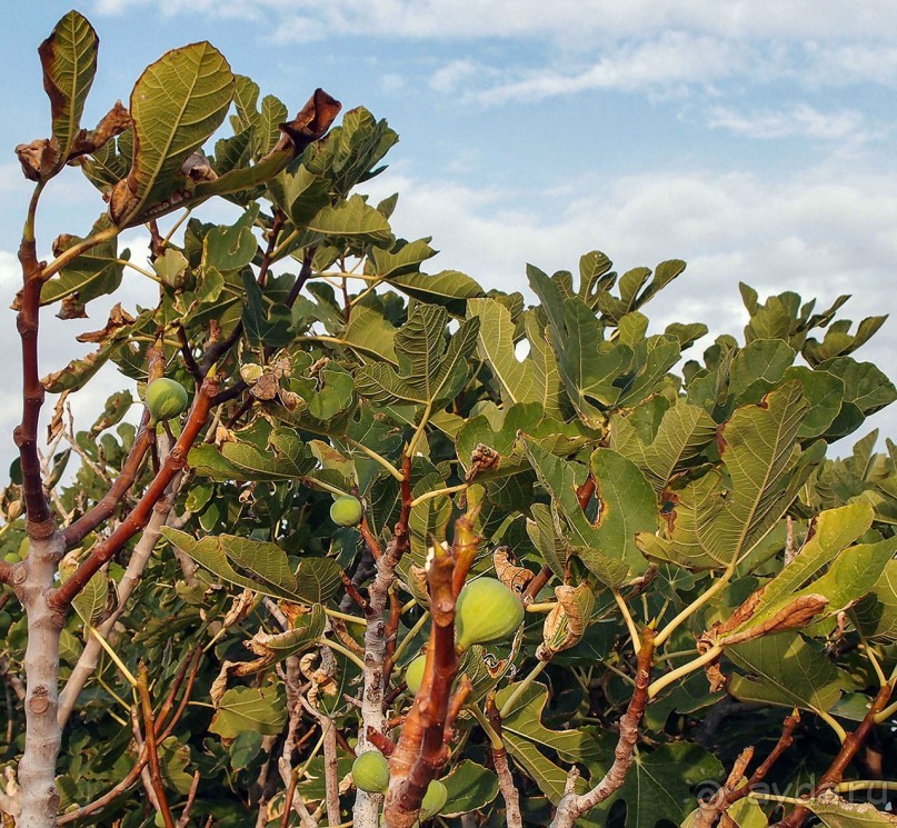 Вкус Апулии или Южанка без прикрас